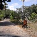 Cumbuco-Eine Kuh auf der Strasse